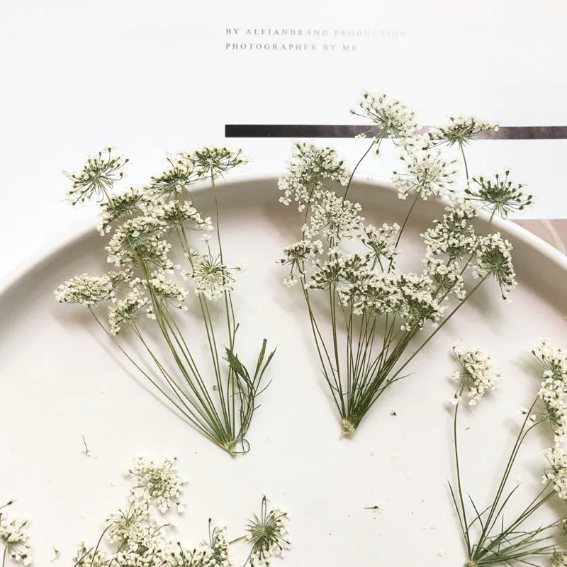 Dried Flower Bulk - 5-7 cm/12 piezas, flores pequeñas de
