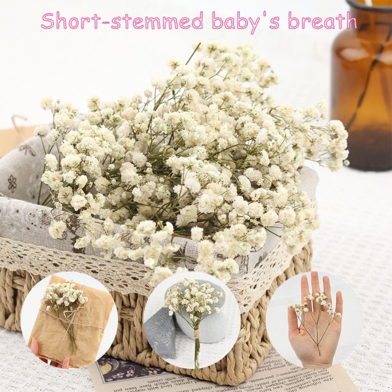 Dried Flower Bulk - 50 piezas de flores de gypsophila