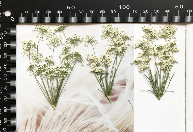 5-7 cm/12 piezas, flores peque - Dried Flower Bulk reseña y precio